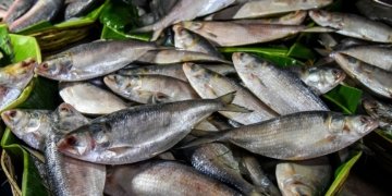 Maldives, India discuss promotion of seafood exports