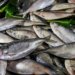 Maldives, India discuss promotion of seafood exports
