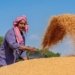 India to export wheat to Afghan via Pakistan