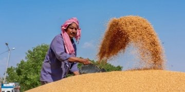 India will not export wheat in spite of bumper harvest